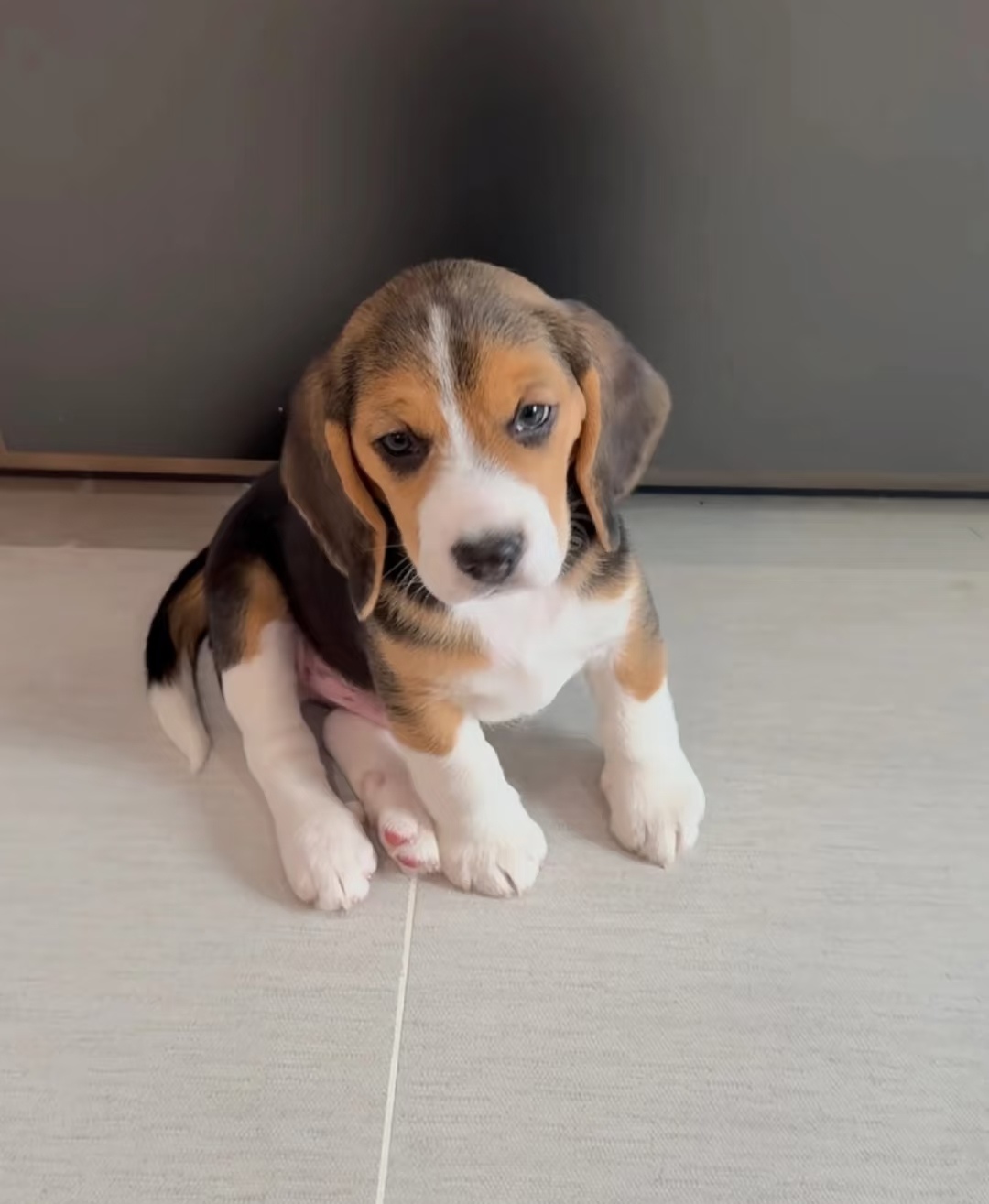 聪明比格幼犬。公，母都有，比格犬天性活泼，喜欢与人互动，对家人充满善意